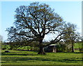 Pasture in the hamlet of Stareton