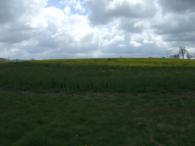 Oilseed rape crop near Hazelrigg Mill