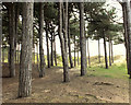 Pine stand near Lifeboat Road, Formby