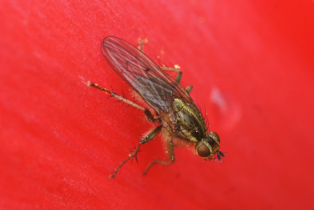 Yellow Dungfly (Scatophaga stercorarius), Lerwick