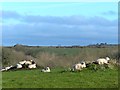 Sheep resting in a field on the Rosemoor Estate