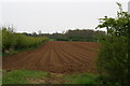 Down the furrows from Norton Lane to Waterloo Plantation