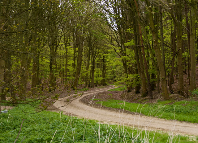 Track into the plantation, near Wetwang © Paul Harrop :: Geograph ...