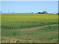 Oilseed rape field towards East House Farm