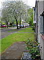 Blossom in Neville Road