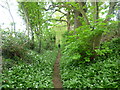 Path at the edge of Loverswalk Wood