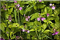 Red Campion - Silene dioca