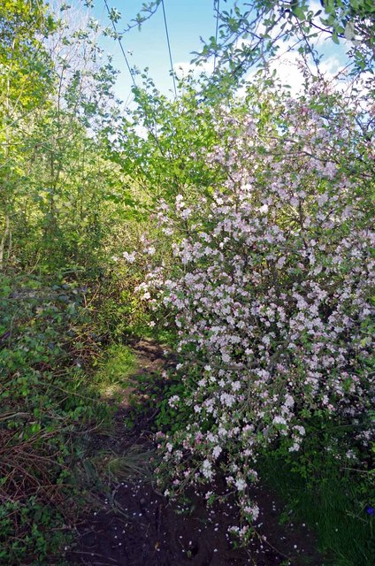 Muddy Path & Apple Blossom