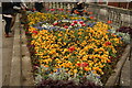 A marvellous display of roses, pansies and petunias on Mill Bridge #3