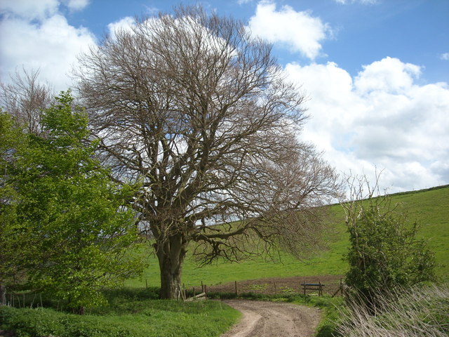 Beech tree at junction of bridleways