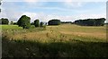 SK0771 : Wheat near Staden Grange by Derek Harper