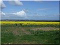 Oilseed rape crop east of Lowick