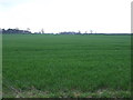 Crop field near the Plough Inn