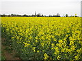 Oilseed rape and Ewerby church spire