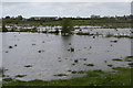 Brackagh Bog