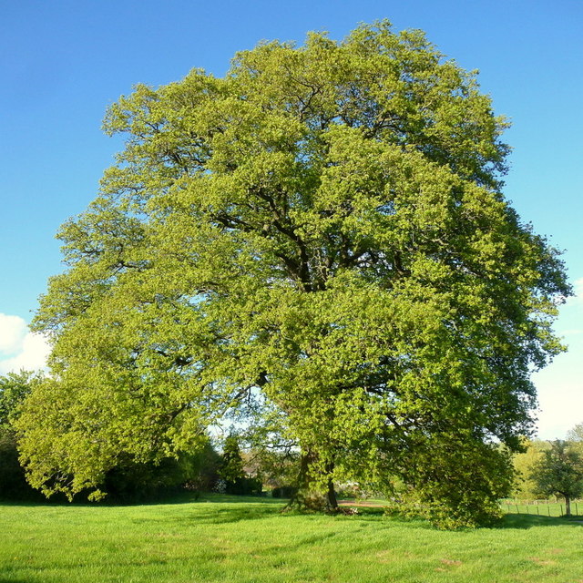 Oak tree in April attire, 3 © Jonathan Billinger :: Geograph Britain ...