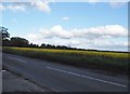 Rape field by Hurst Lane