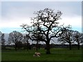 Ewe with lambs