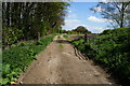 Path leading to Warren Wood