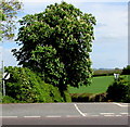 Junction of Wellsbrook Lane  and the A49, Peterstow