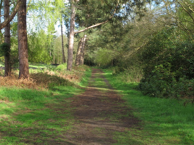 Track in Sizewell Belts Nature Reserve