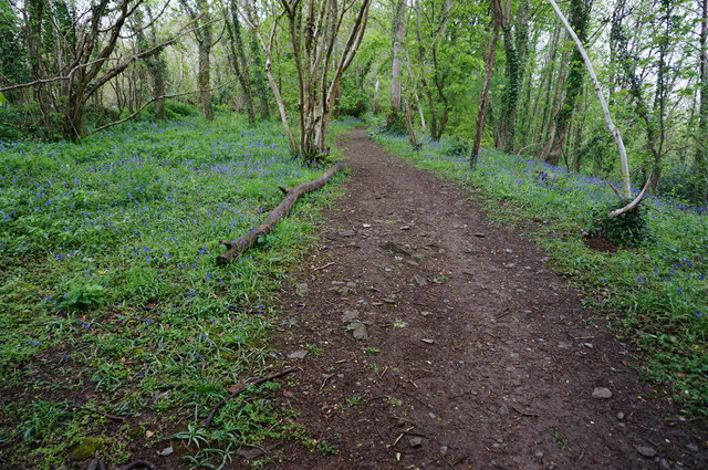 Path in Leigham Wood