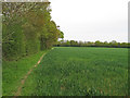 Arable field boundary, near Kingsland Lane, Leavenheath