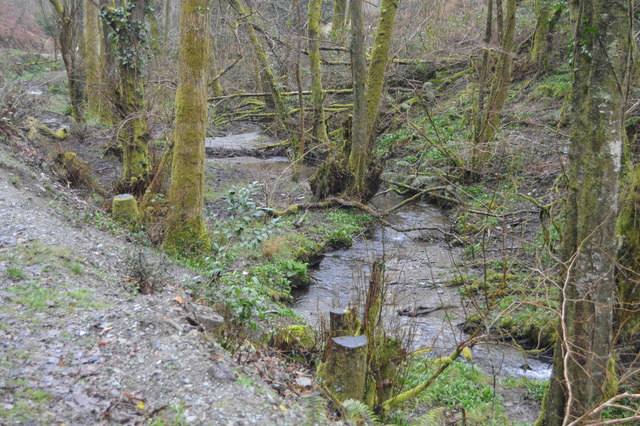 Tributary of the River Plym, Common Wood