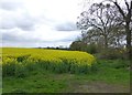 Oil seed rape