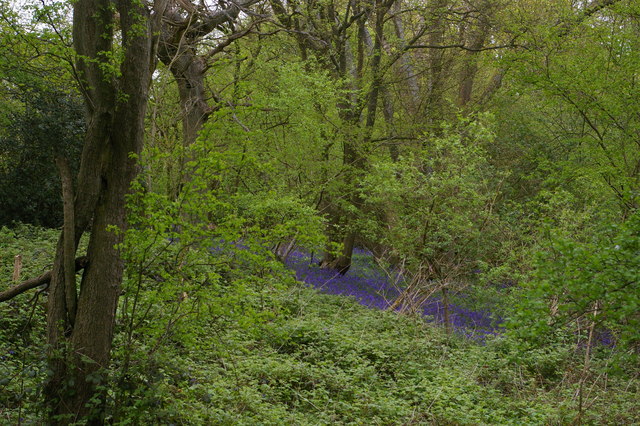 Bluebells in Long Bottoms Shaw