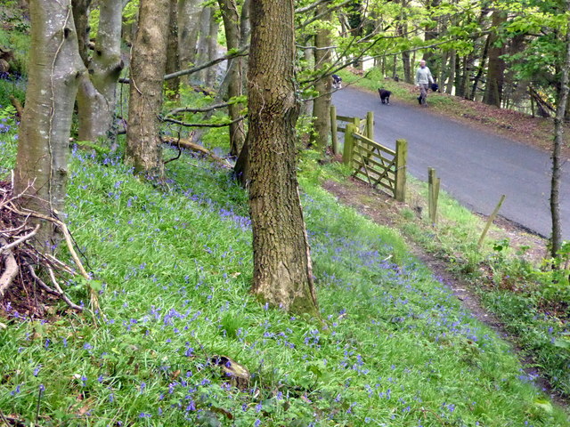 Bluebell glade in Pant Da woods