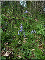SO7188 : Bluebells on a track near Chelmarsh by Richard Law