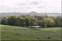 TL4301 : Countryside, Copped Hall, Essex by Christine Matthews