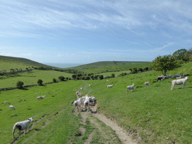 Sheep farming at Worth Matravers and footpath to Winspit