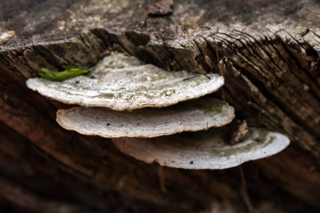 Fungus on Tree Stump, Copped Hall, Essex © Christine Matthews cc-by-sa ...