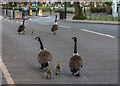 Canada Geese, Church Street, Enfield