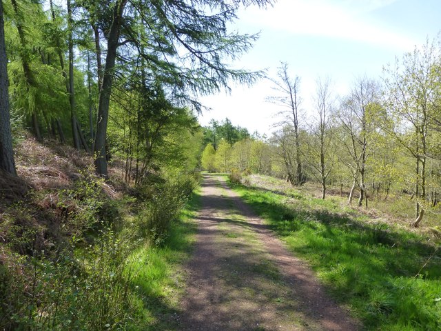 Track in Hepburn Wood © Russel Wills :: Geograph Britain and Ireland