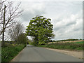 Trees grow to suit the traffic in Suffolk