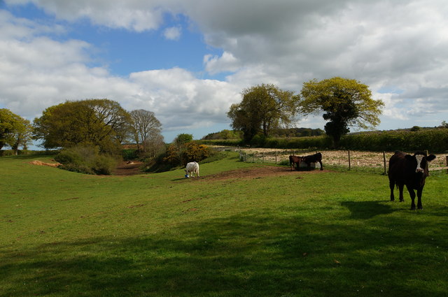 Cattle in field near Itteringham