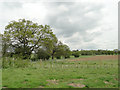 Newly planted trees around the field perimeter