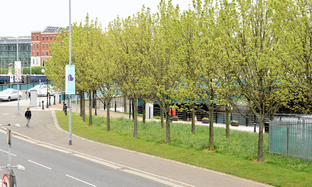 Trees, Queen's Quay, Belfast (may 2015) © Albert Bridge :: Geograph 