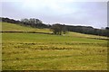 Pastureland in the Afon Carno Valley