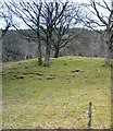 Trees by the Cambrian Line