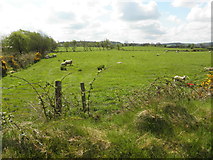 H5559 : Sheep, Garvaghy by Kenneth  Allen
