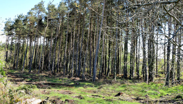 Thinned-out trees, Ballysallagh Forest, Craigantlet (May 2015)