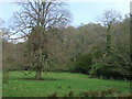 Parkland and woodland near Bolam Hall