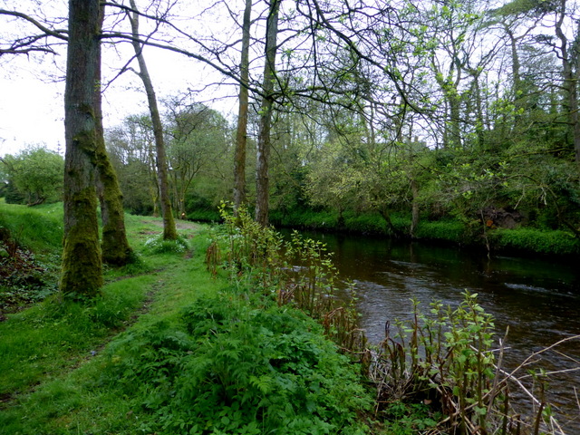 Japanese knotweed along the Camowen... © Kenneth Allen ...