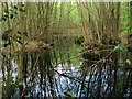 Pond, Hornsland Wood