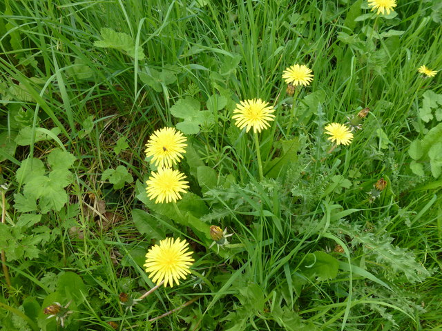 Taraxacum officinale © Bob Harvey cc-by-sa/2.0 :: Geograph Britain and ...