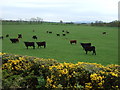 Grazing near  Greenburn